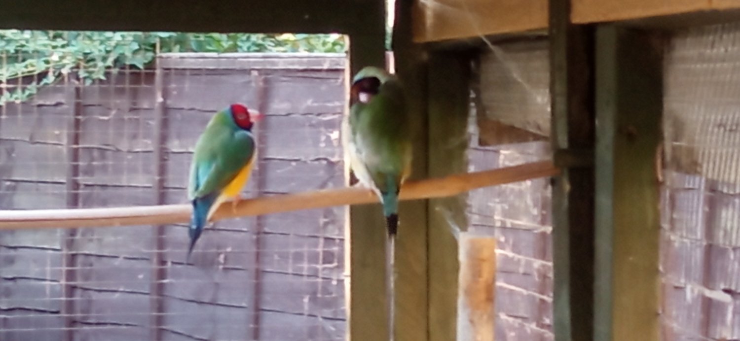 Finches