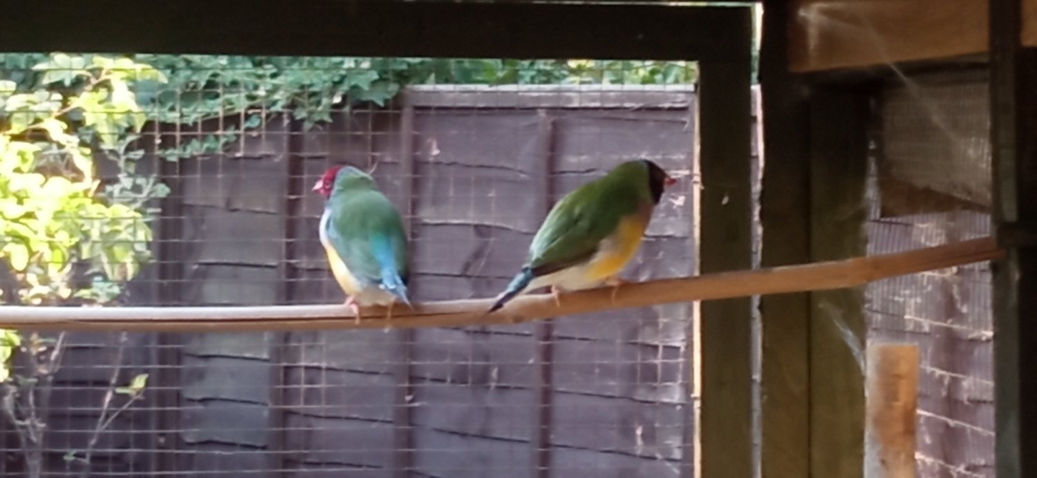 Finches - {TYPE}