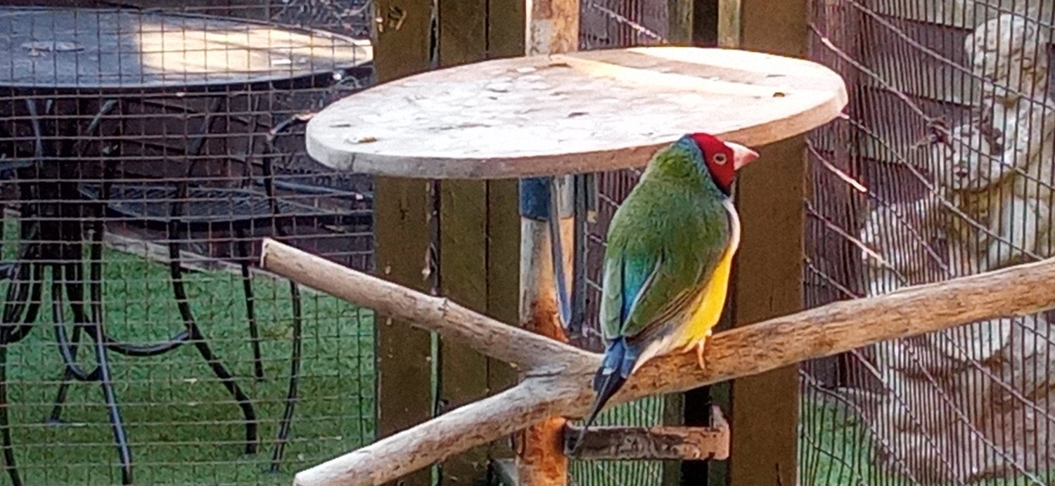 Finches - I have 2 gauldian finches for sale good condition and well looked after