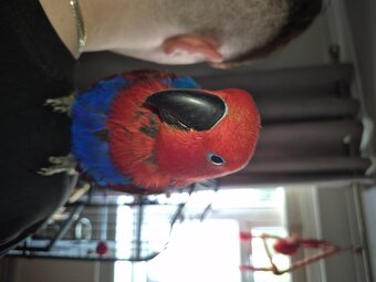 Talkative female eclectus 
