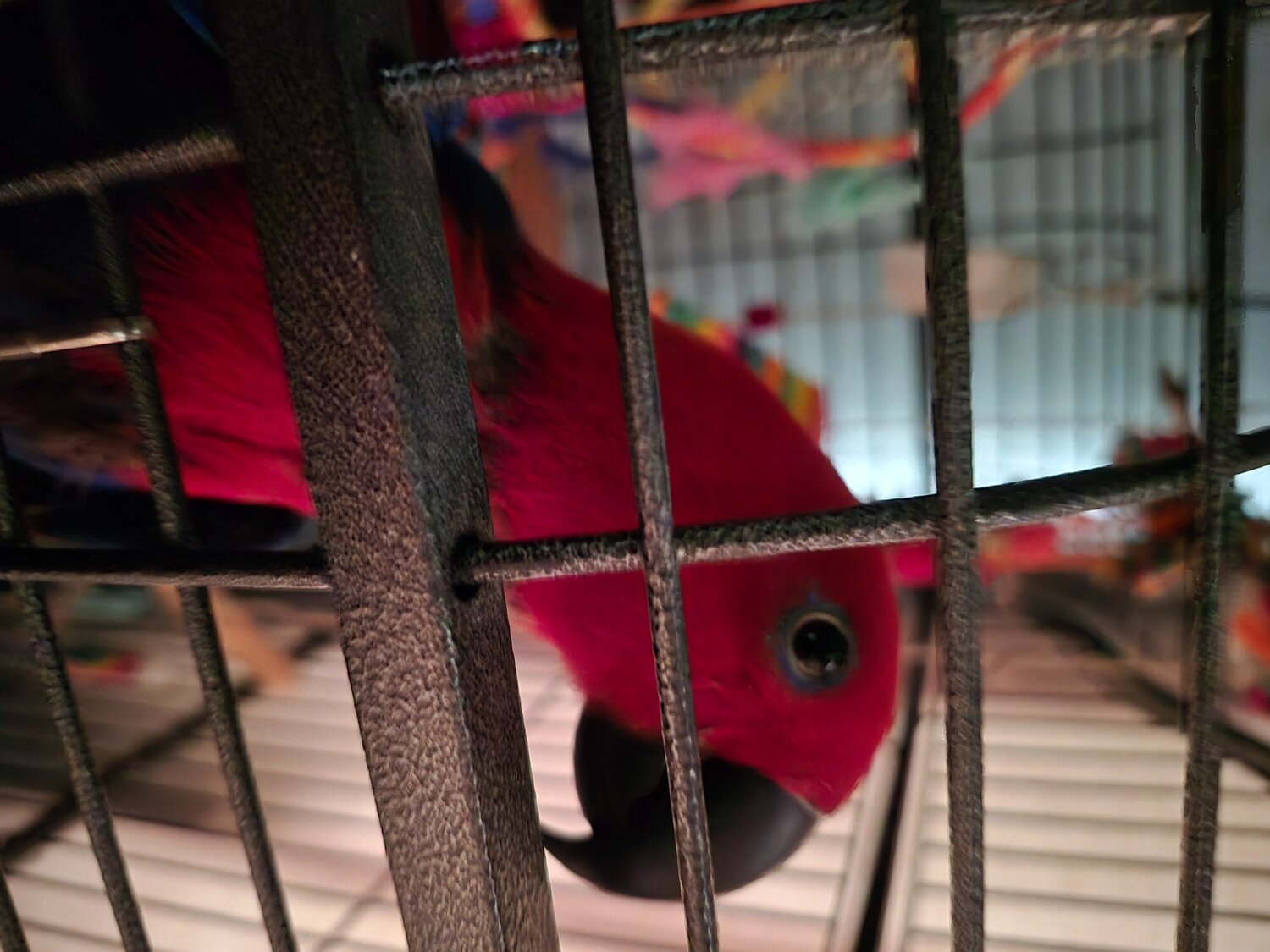 Eclectus