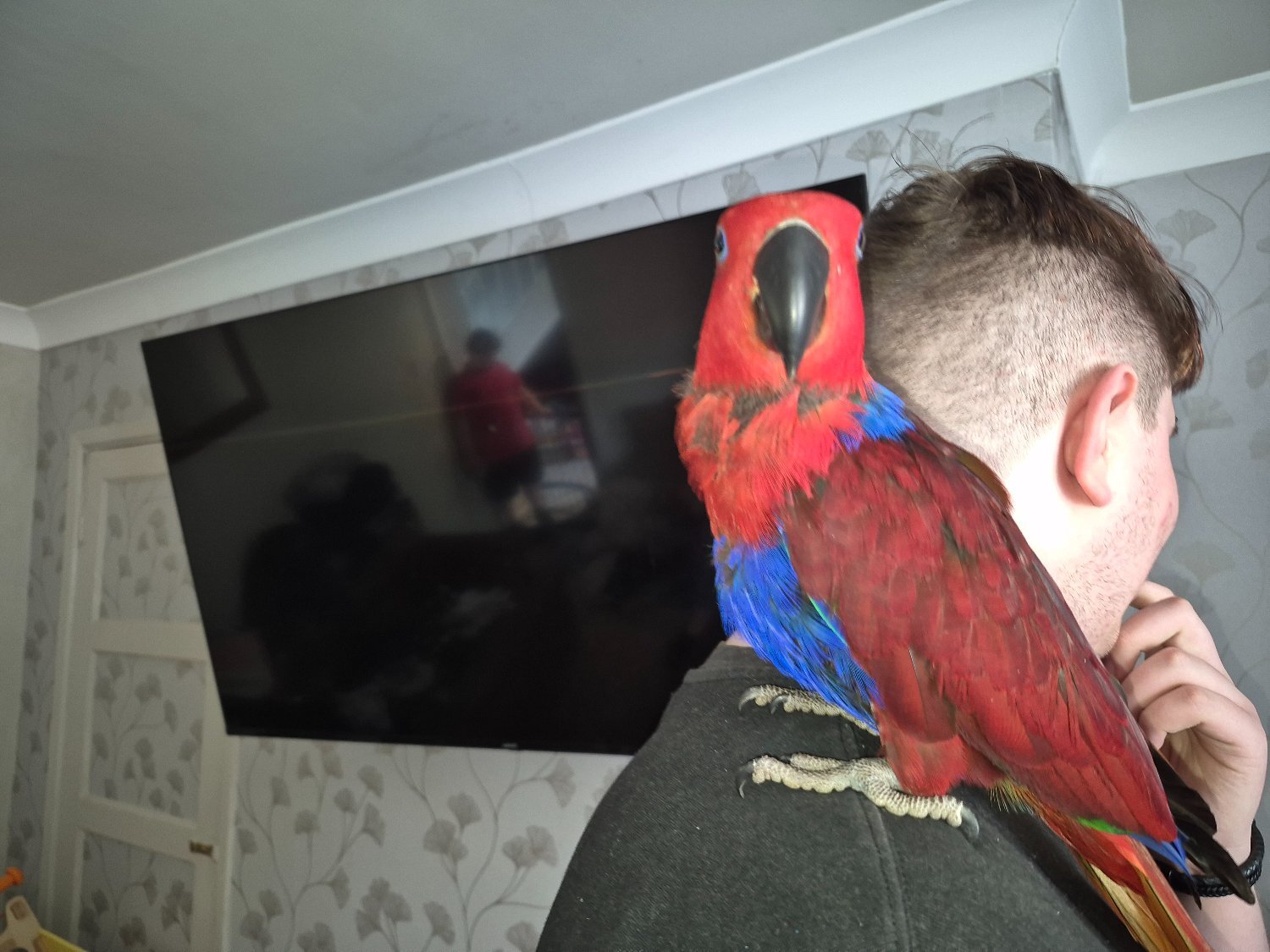 Eclectus - {TYPE}