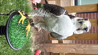 Peregrine x gyr/saker