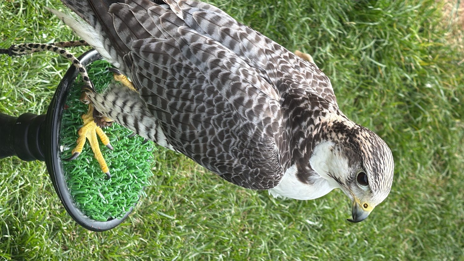Falcons