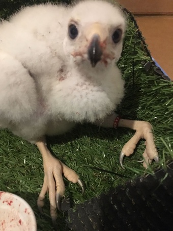 Sparrowhawks for sale 