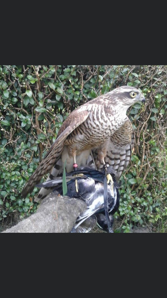 Sparrowhawks for sale 
