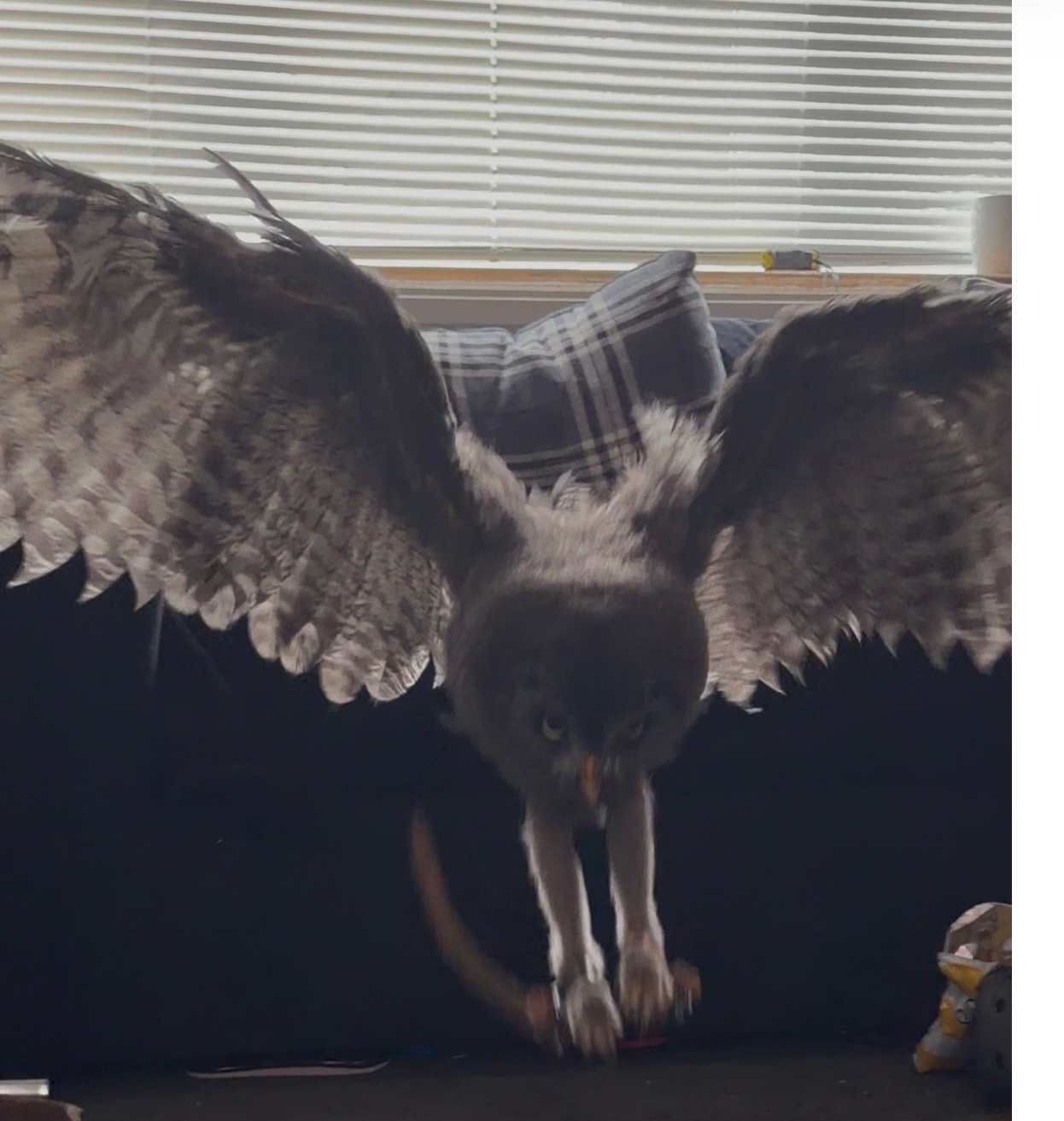 3 month old great grey imprinted.  in {LOCATION}