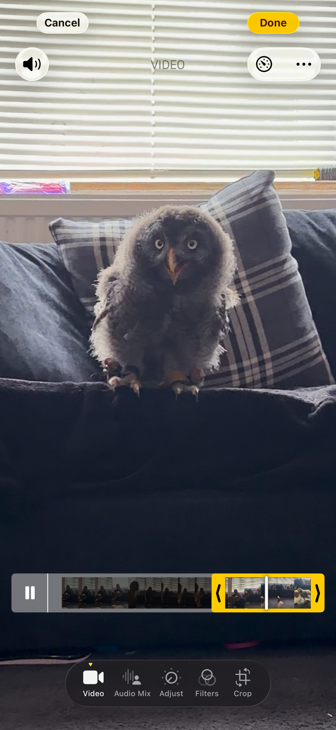 Owls - 3 month old great grey imprinted. 