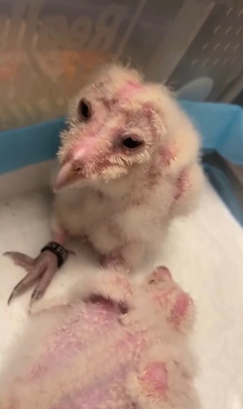 Crèche reared barn owls 
