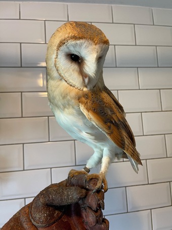 Crèche reared barn owls 