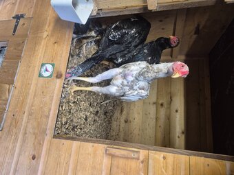 O shamo stags for sale direct import parents 4 months old very tall birds