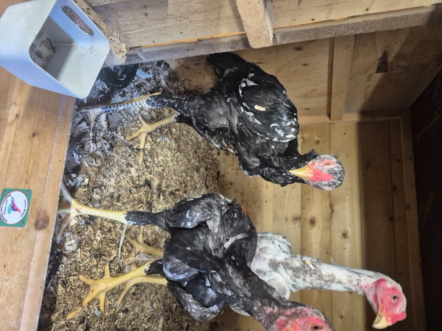 Chickens