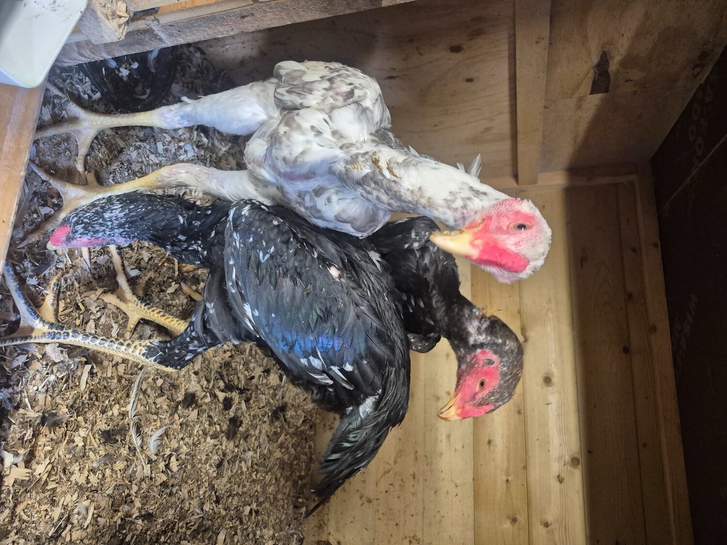 Chickens - {TYPE}