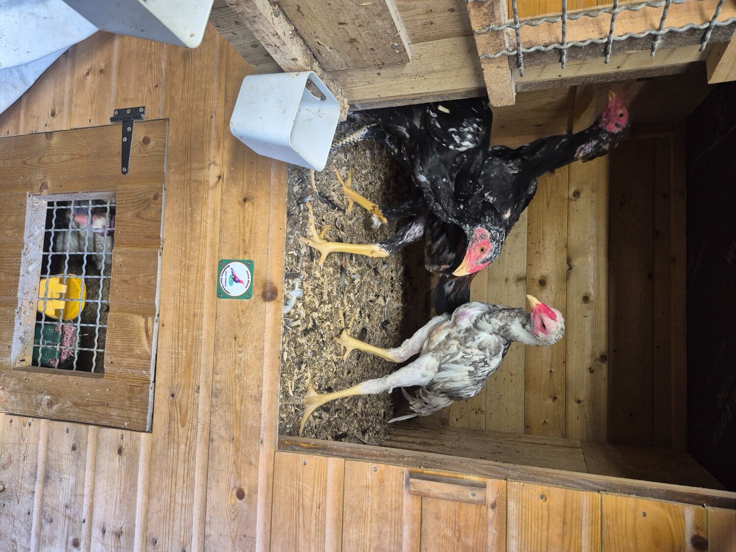 Chickens - O shamo stags for sale direct import parents 4 months old very tall birds