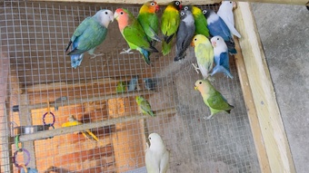 Mixed birds & Ringnecks 