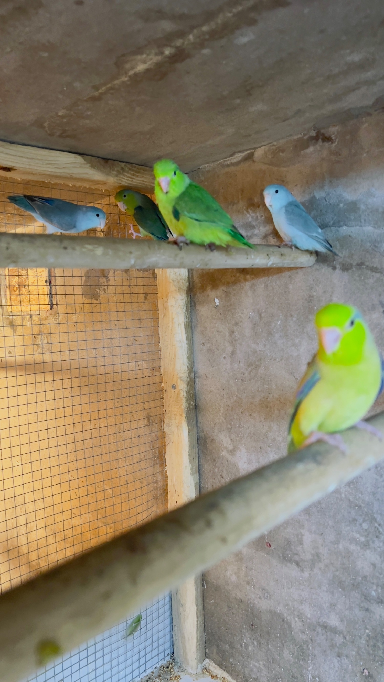 Conures