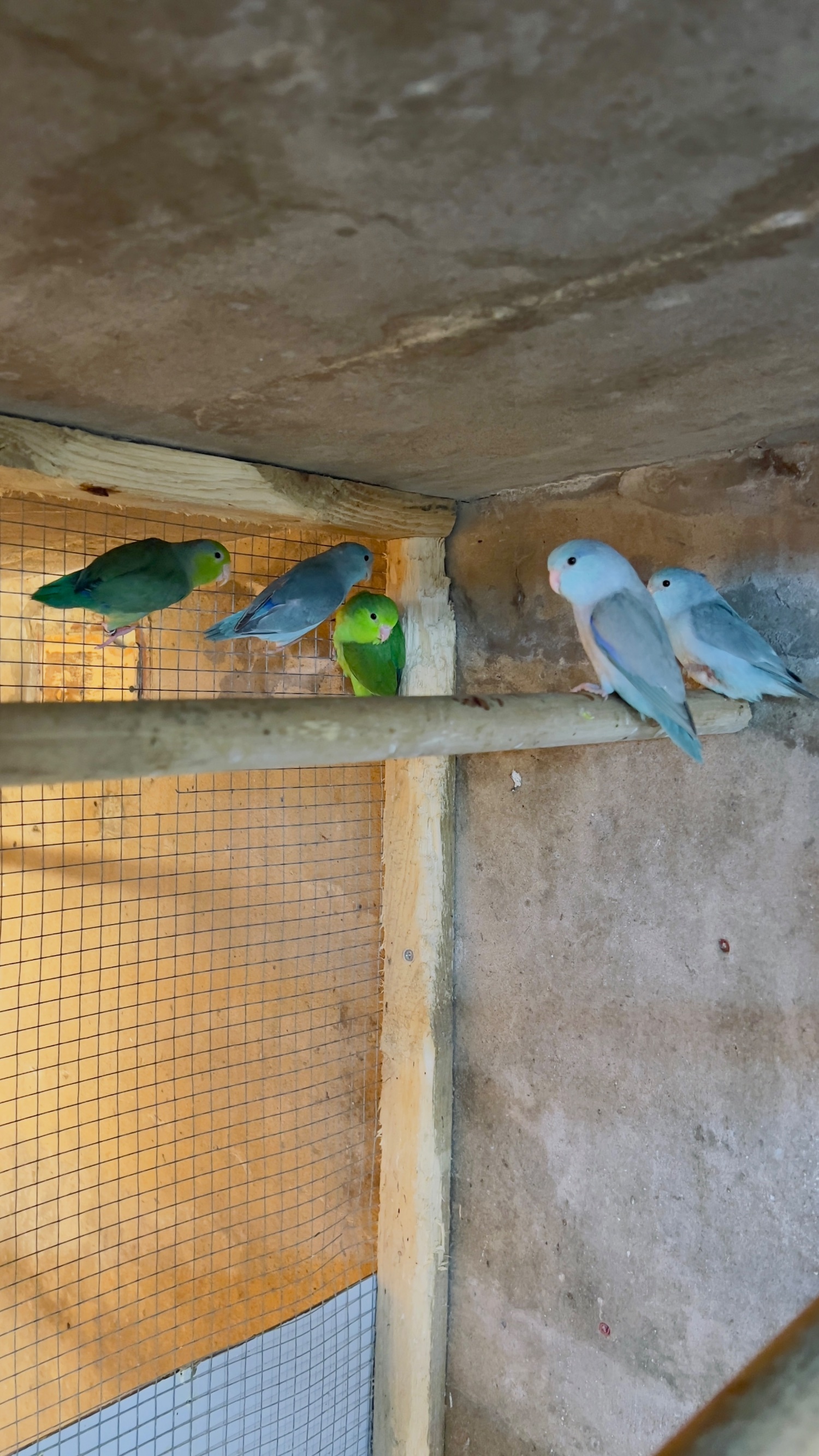 Conures - {TYPE}