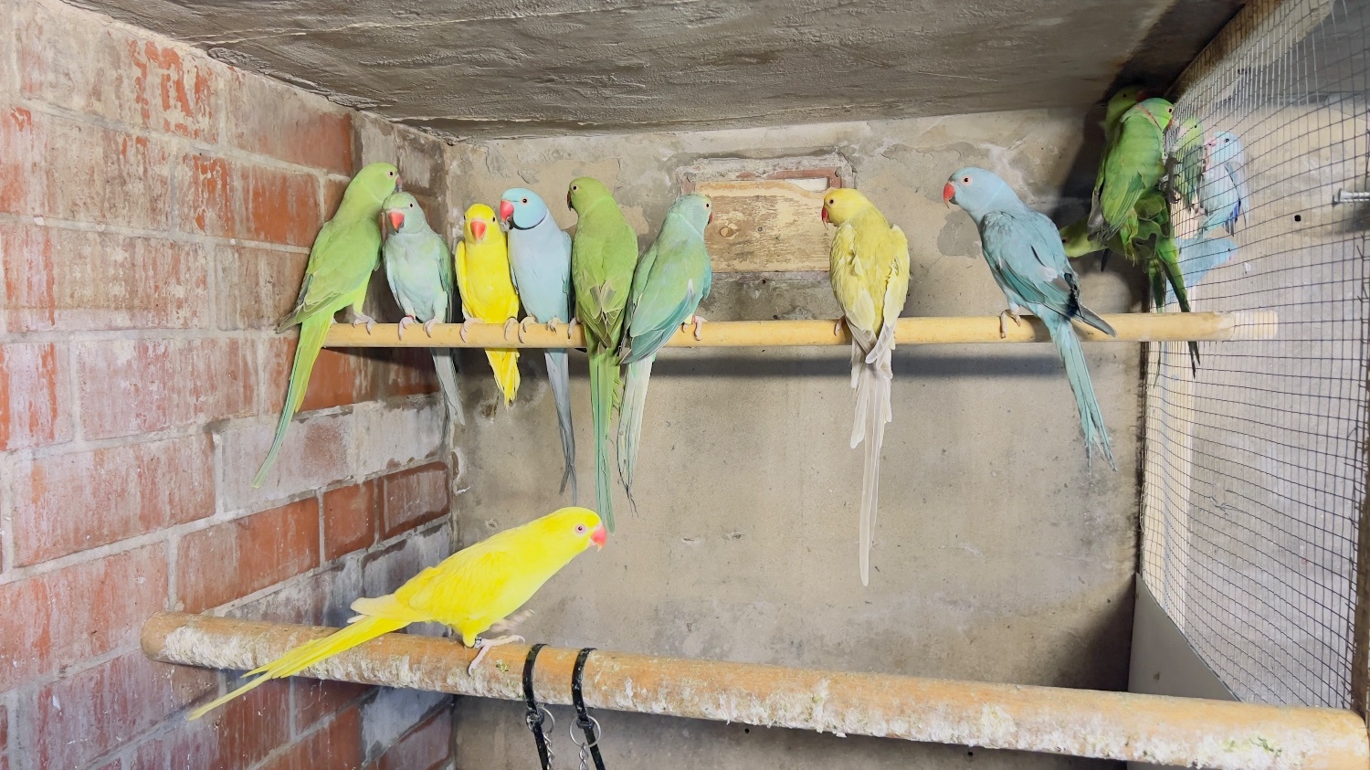 Conures - Mixed birds & Ringnecks 