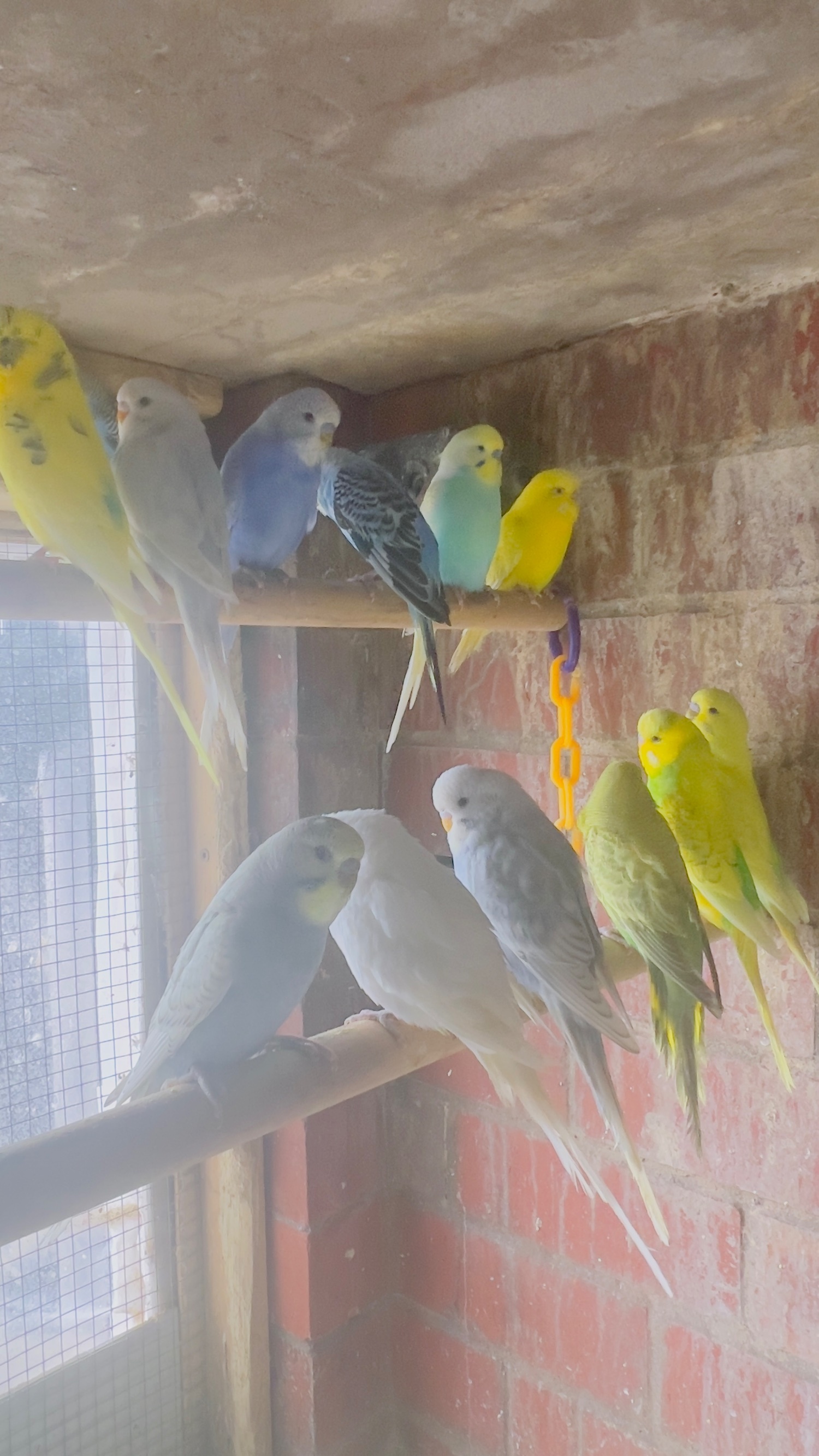 Mixed birds & Ringnecks  - Conures