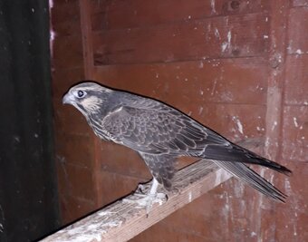 2026 Male Lugger Falcon