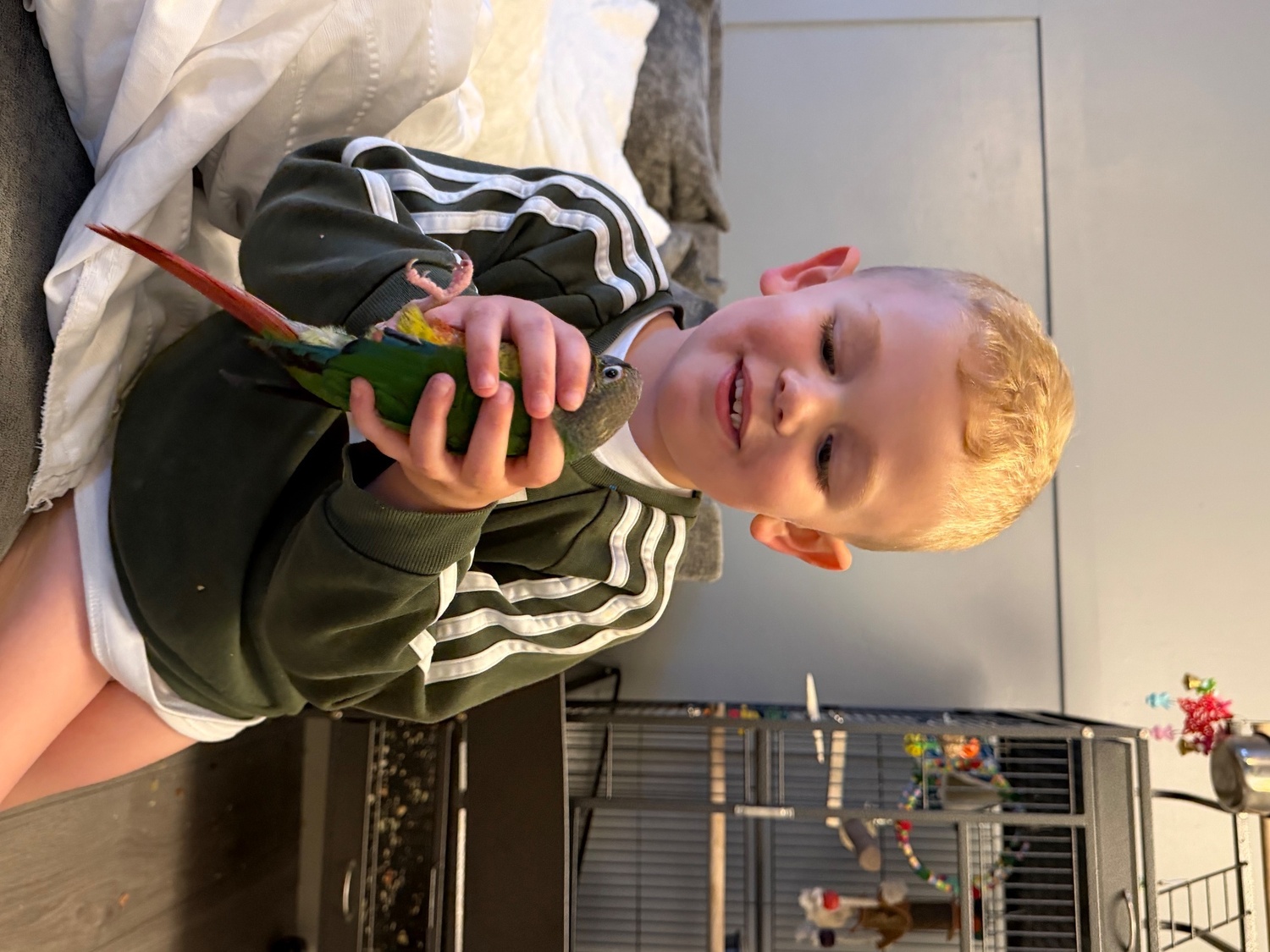 Conures