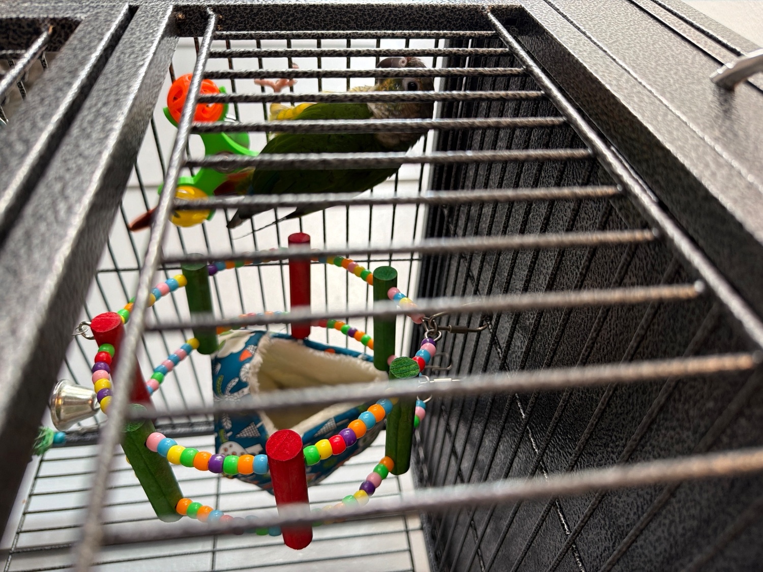 Conures - {TYPE}