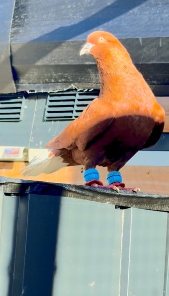 2 top quality energetic health males pigeons