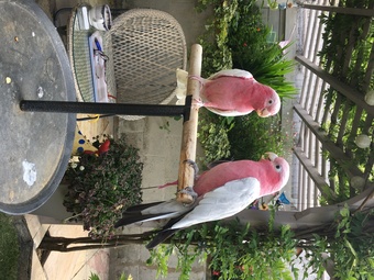 Male & Female Galah cockatoos 