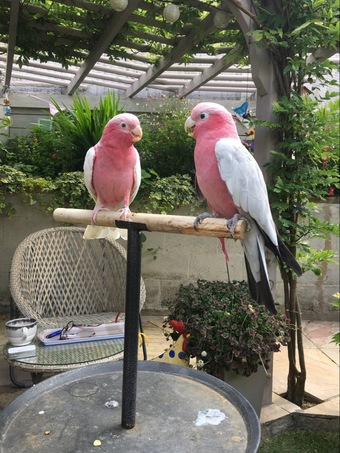 Male & Female Galah cockatoos 
