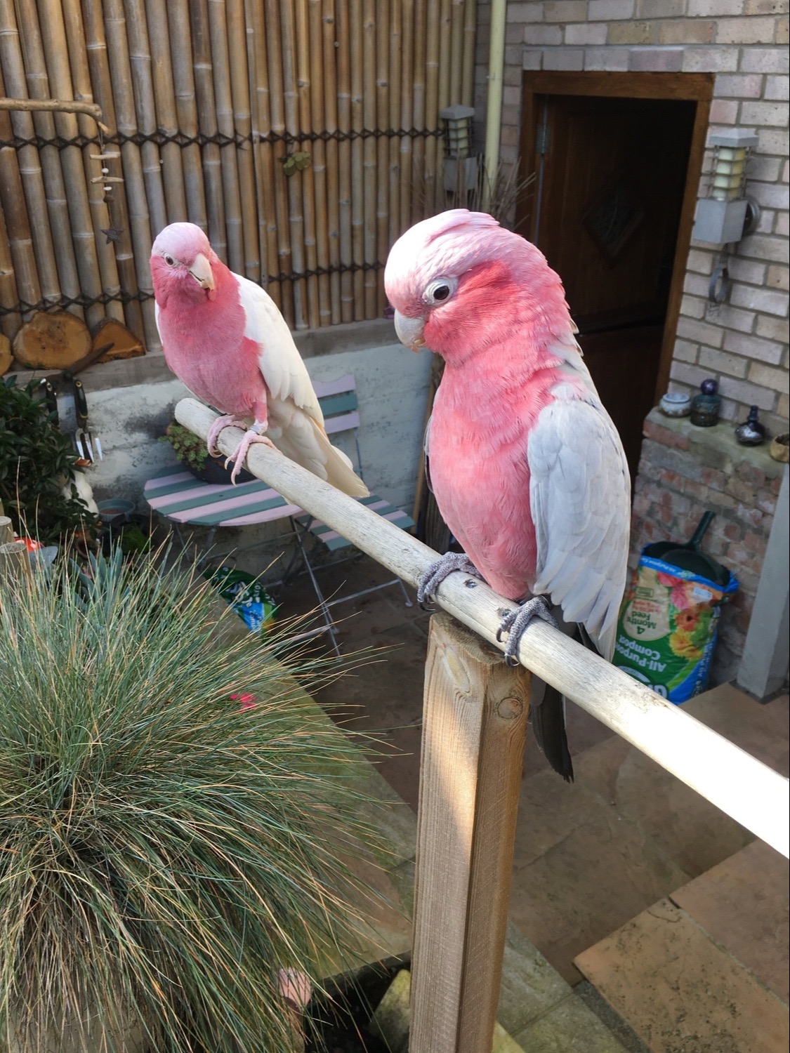 Other Parrots