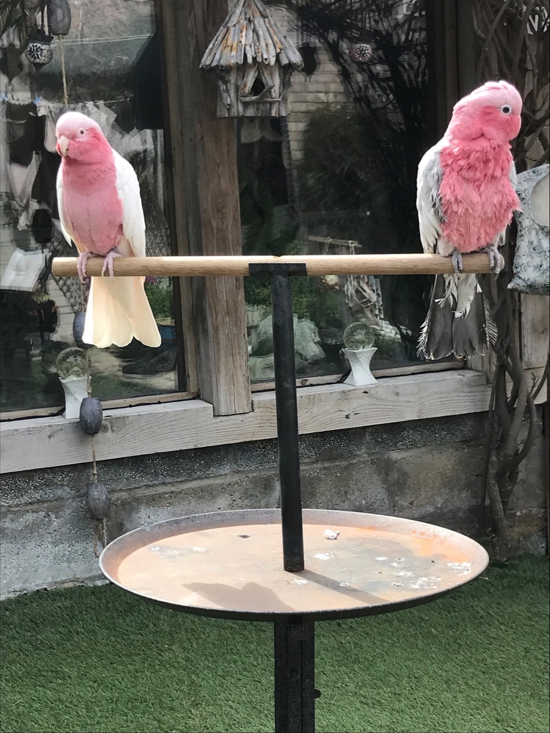 Other Parrots - {TYPE}
