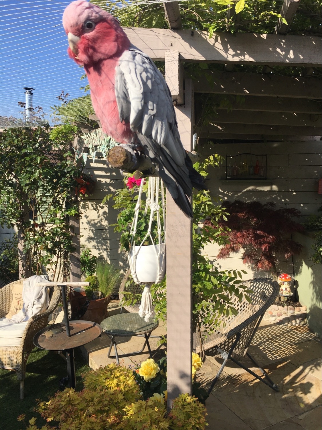 Other Parrots - Male & Female Galah cockatoos 