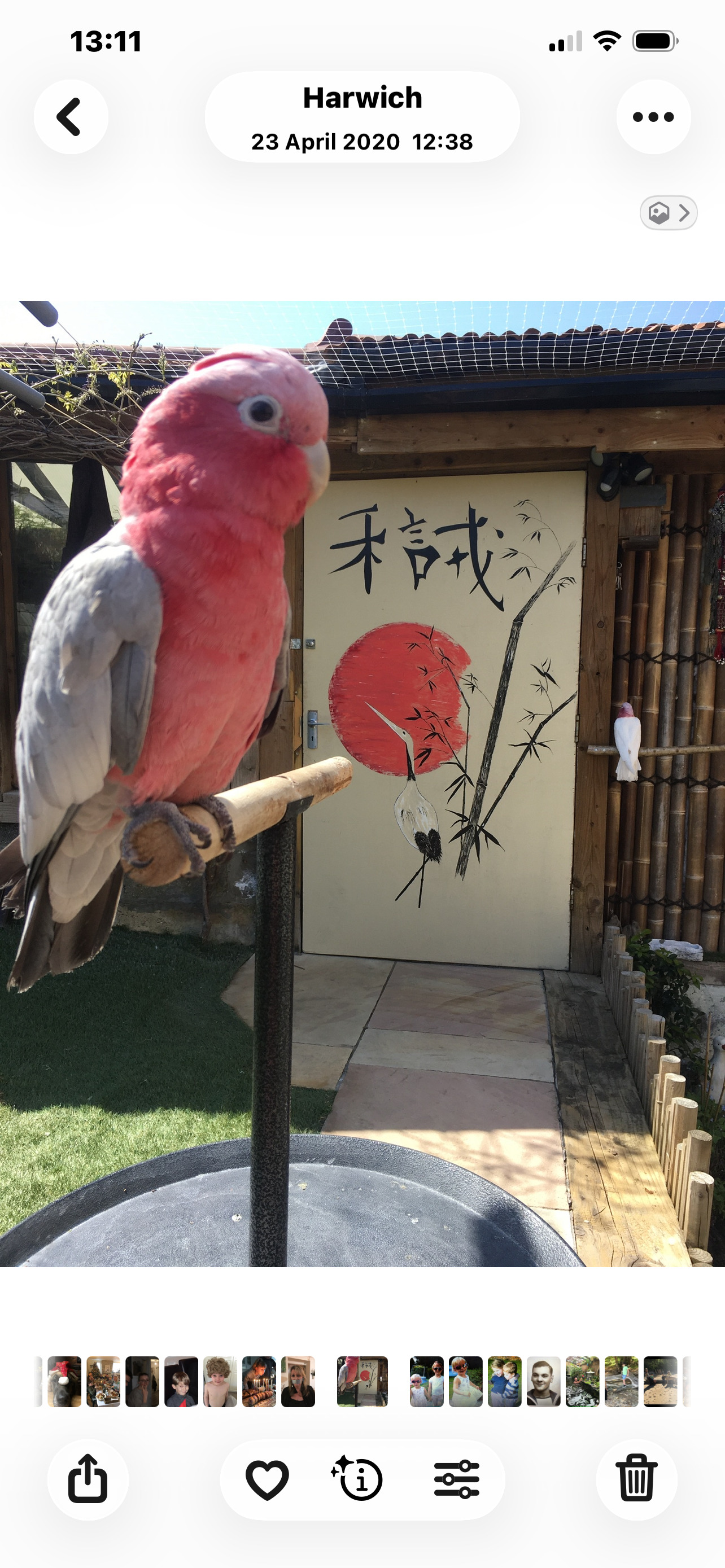 Male & Female Galah cockatoos  - Other Parrots