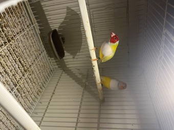 Yellow goldians breading pair 