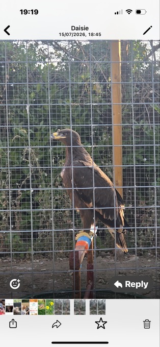 Steppes eagle 13 weeks old 