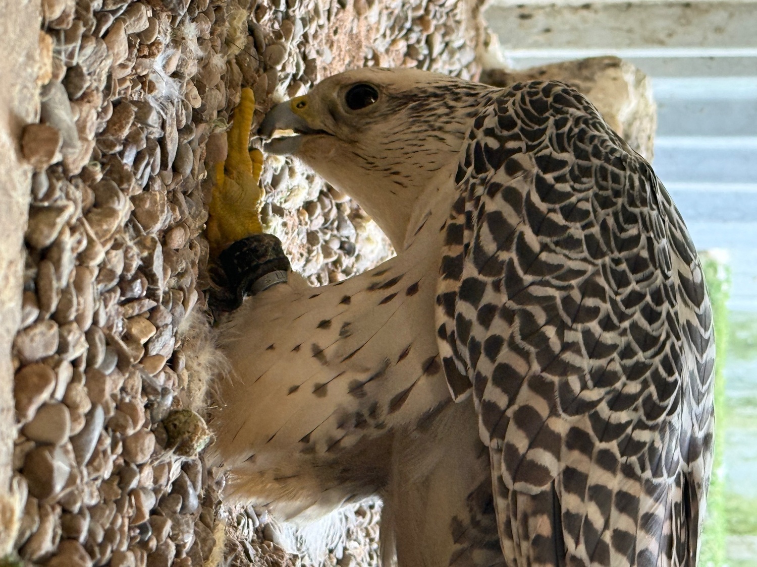 Falcons