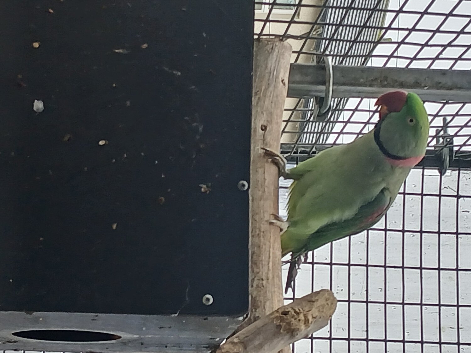 Proven pair Alexandrines in {LOCATION}