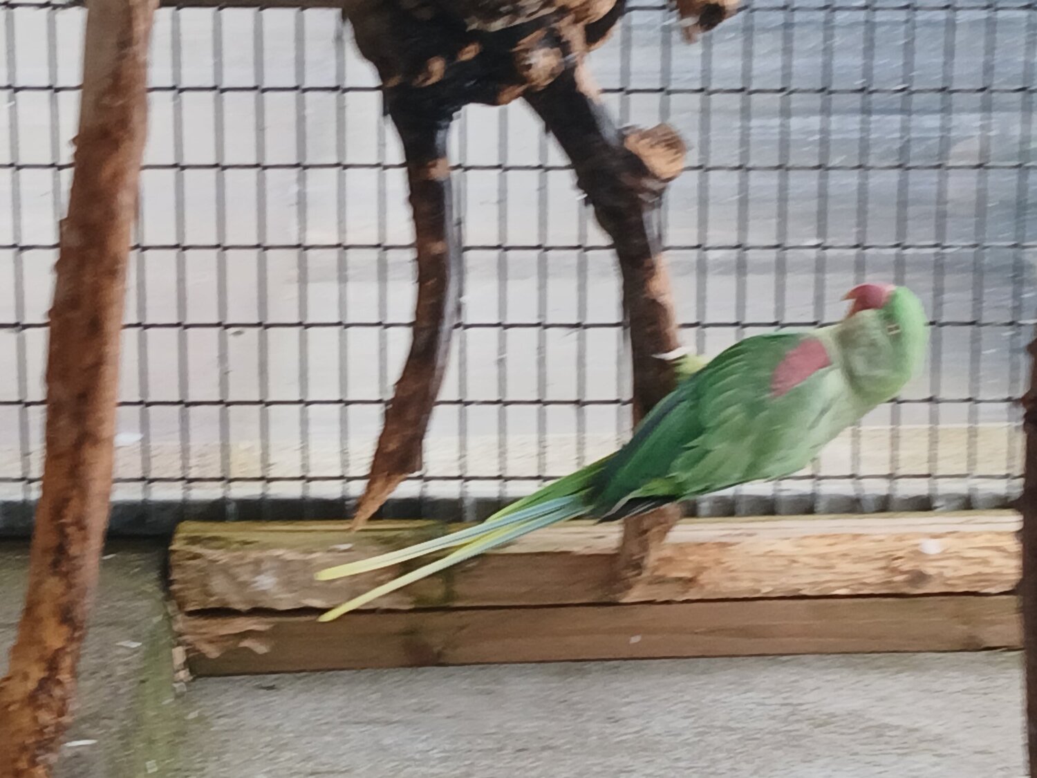 Other Parrots