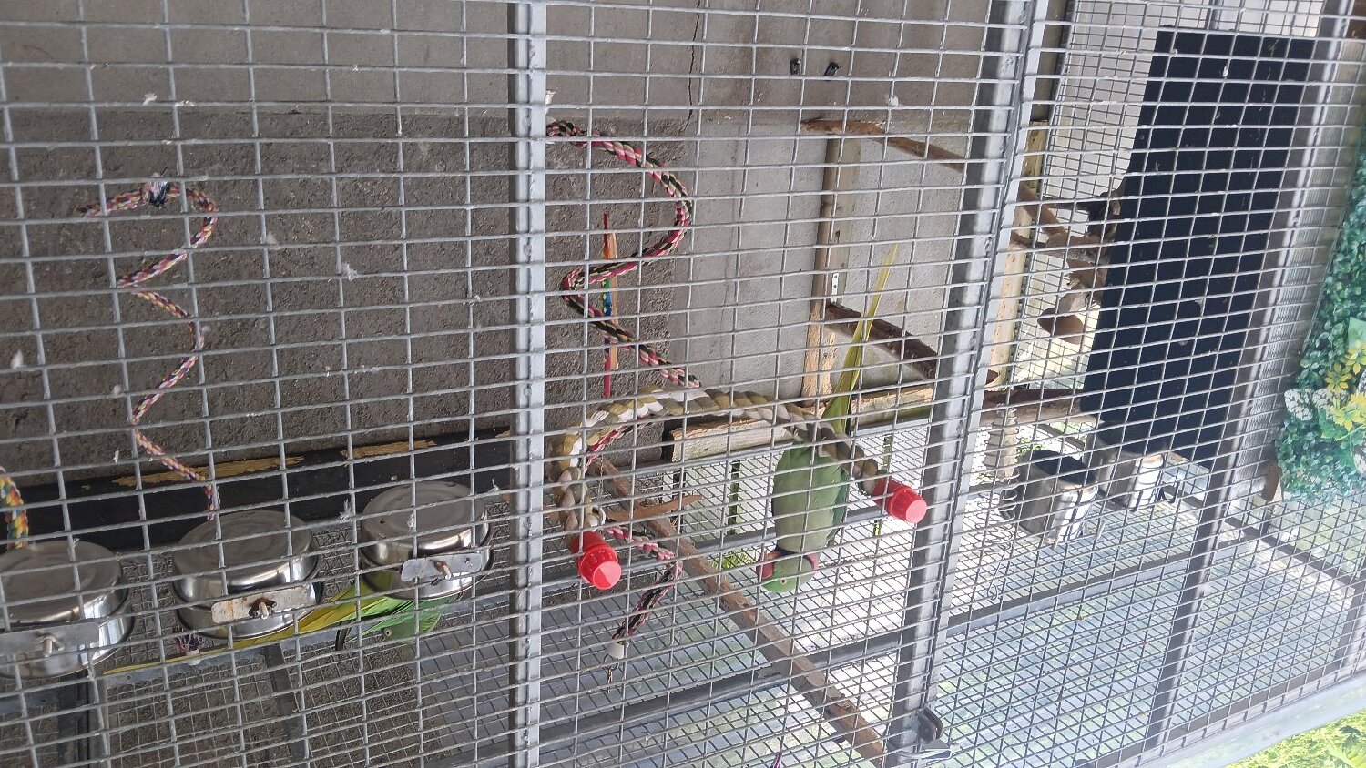 Other Parrots - {TYPE}
