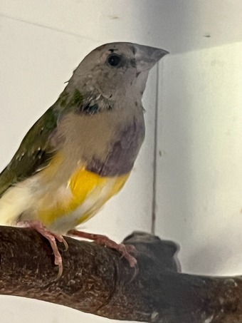 For Sale Gouldian Finch males 2026 youngsters 