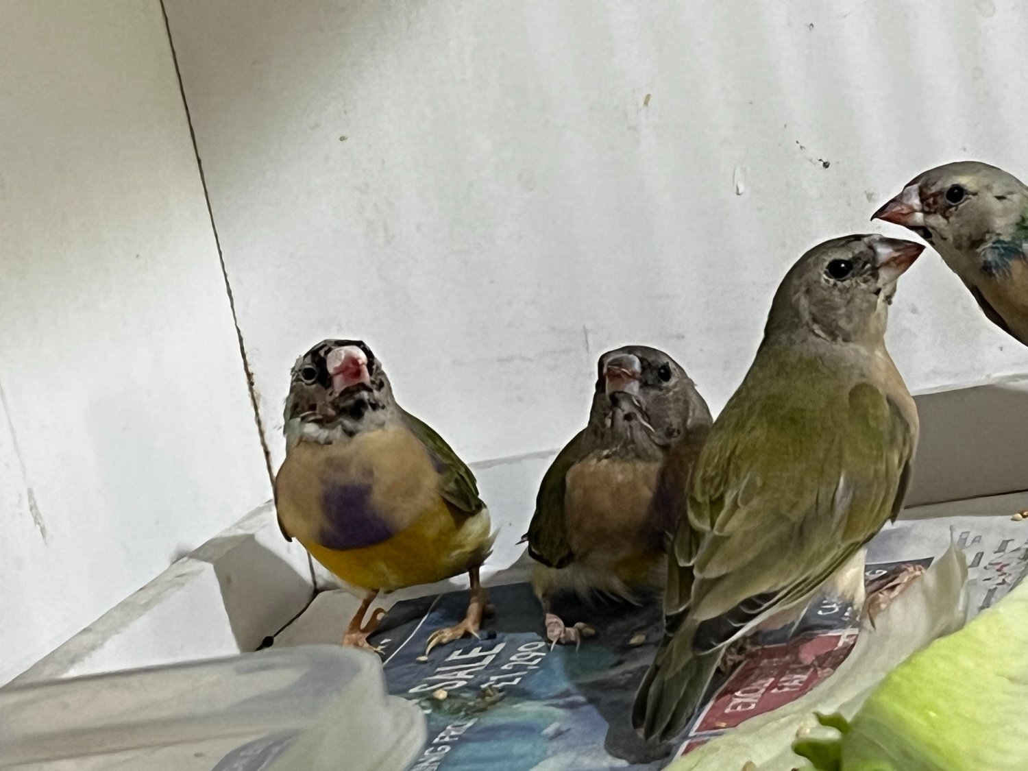 Finches