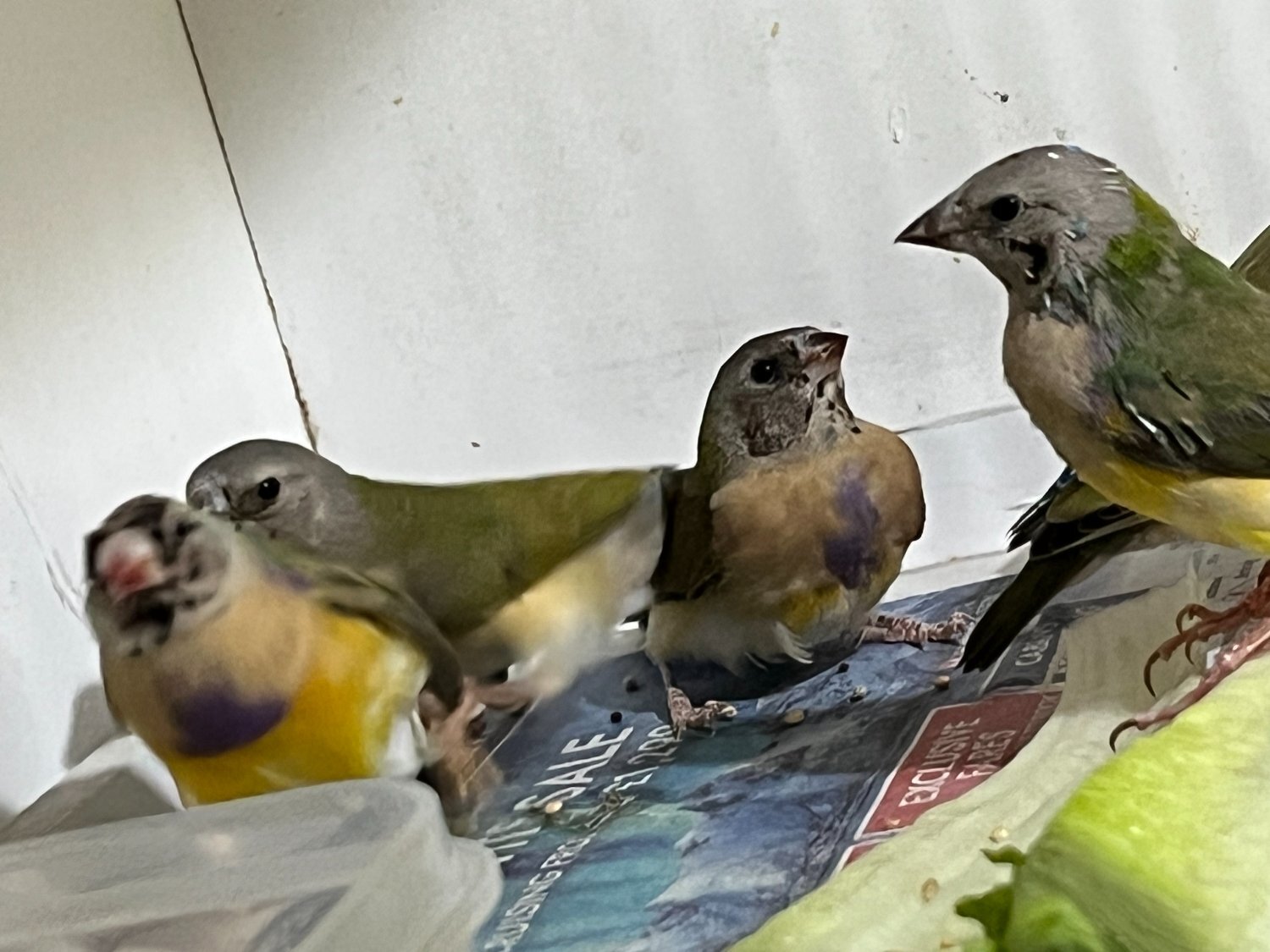 Finches - {TYPE}