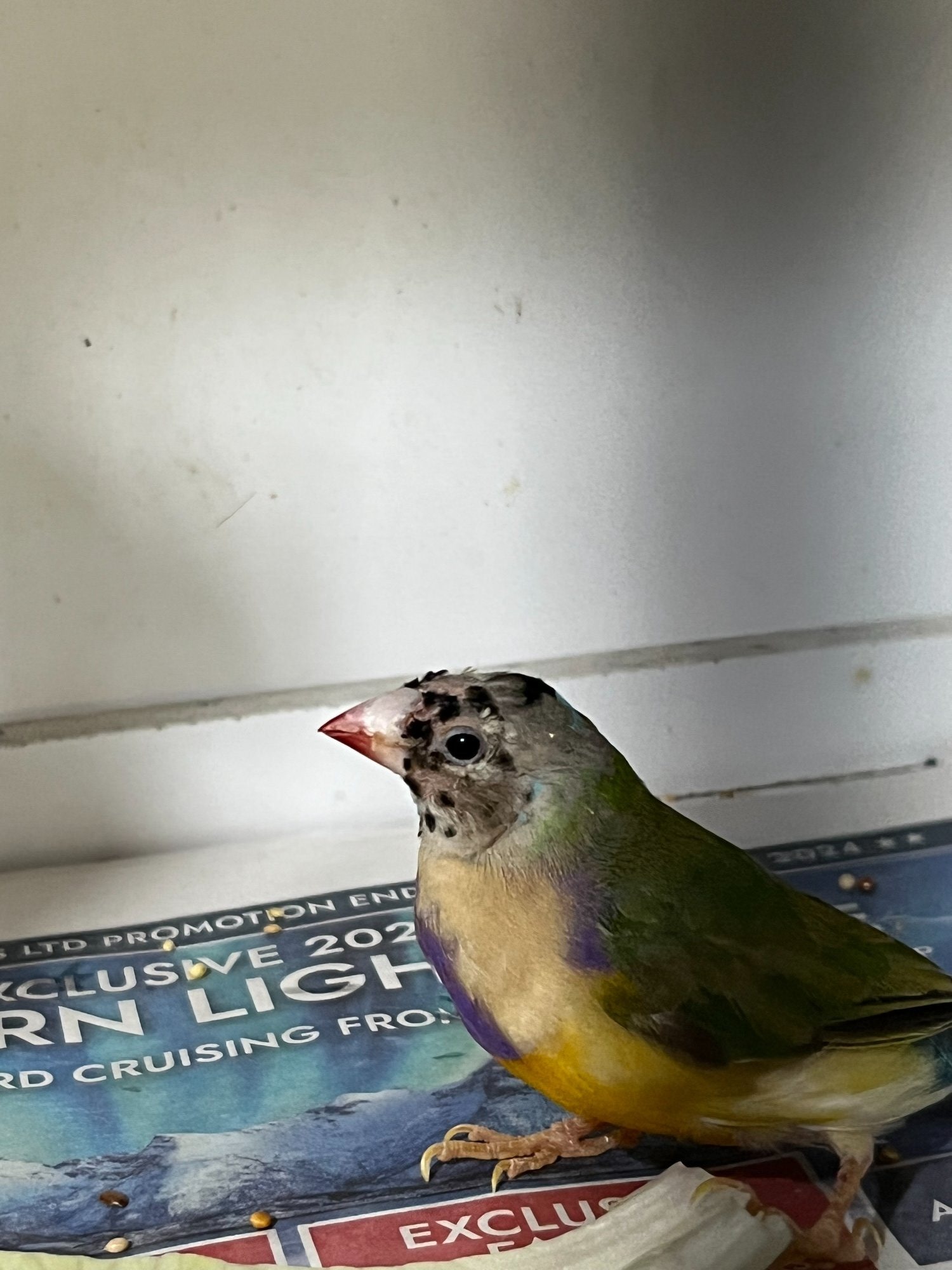 Finches - For Sale Gouldian Finch males 2026 youngsters 