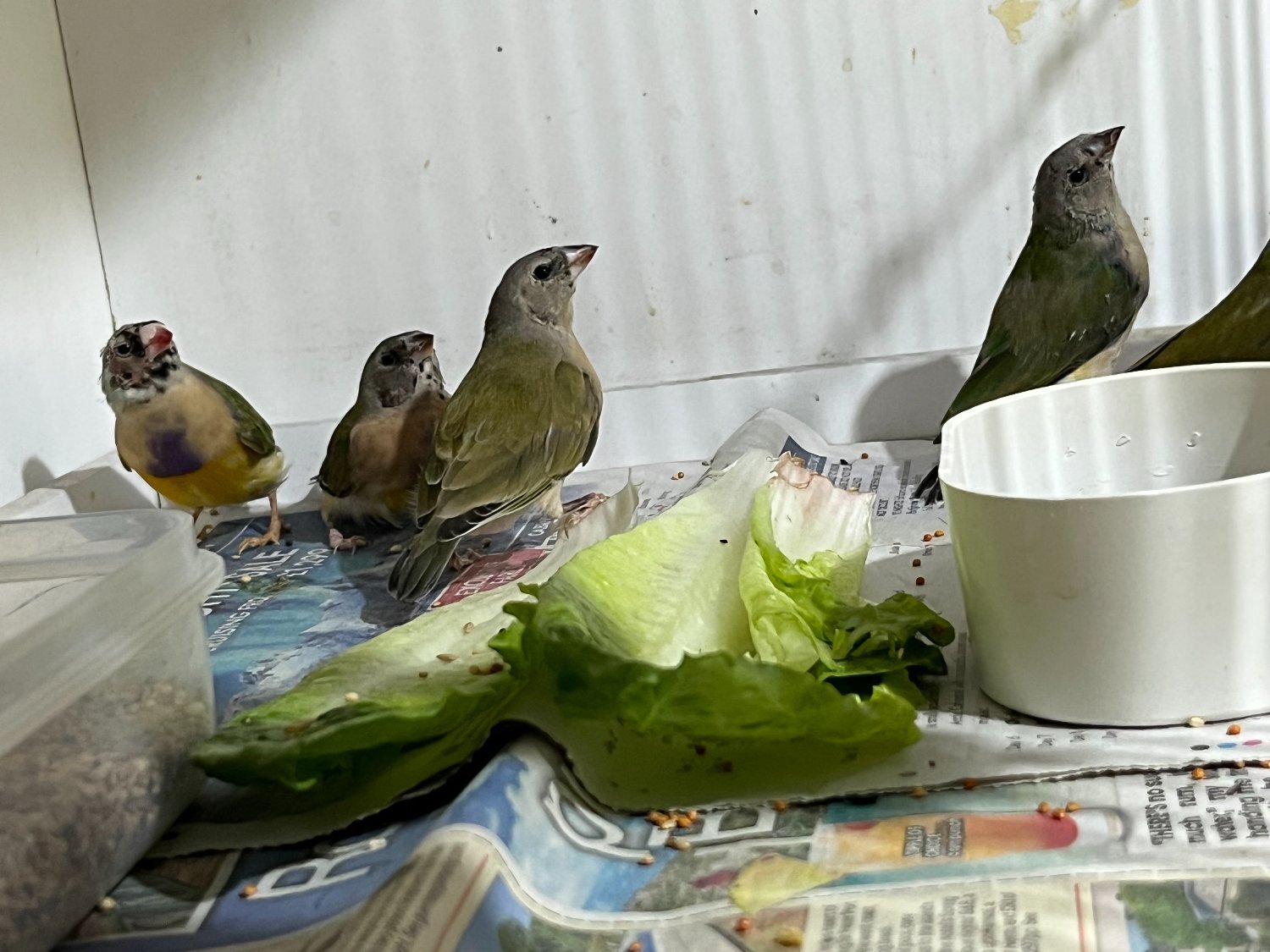 For Sale Gouldian Finch males 2026 youngsters  - Finches