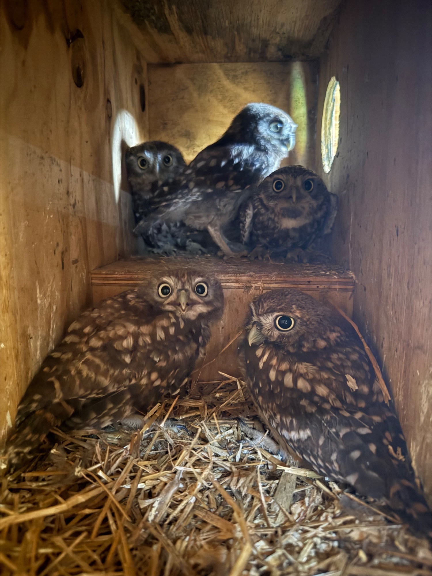 Baby Little Owl  in {LOCATION}