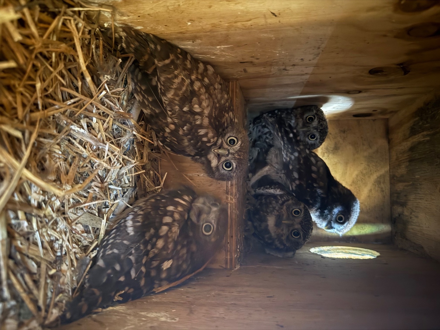 Owls