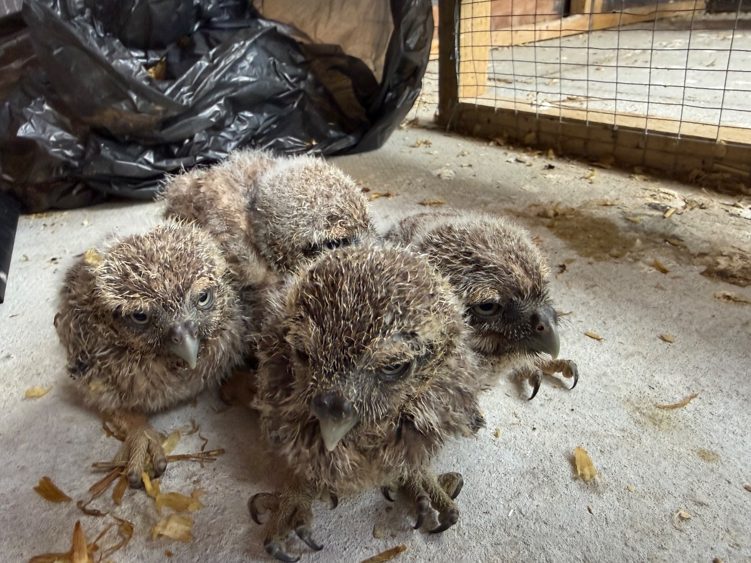 Owls - Baby Little Owl 