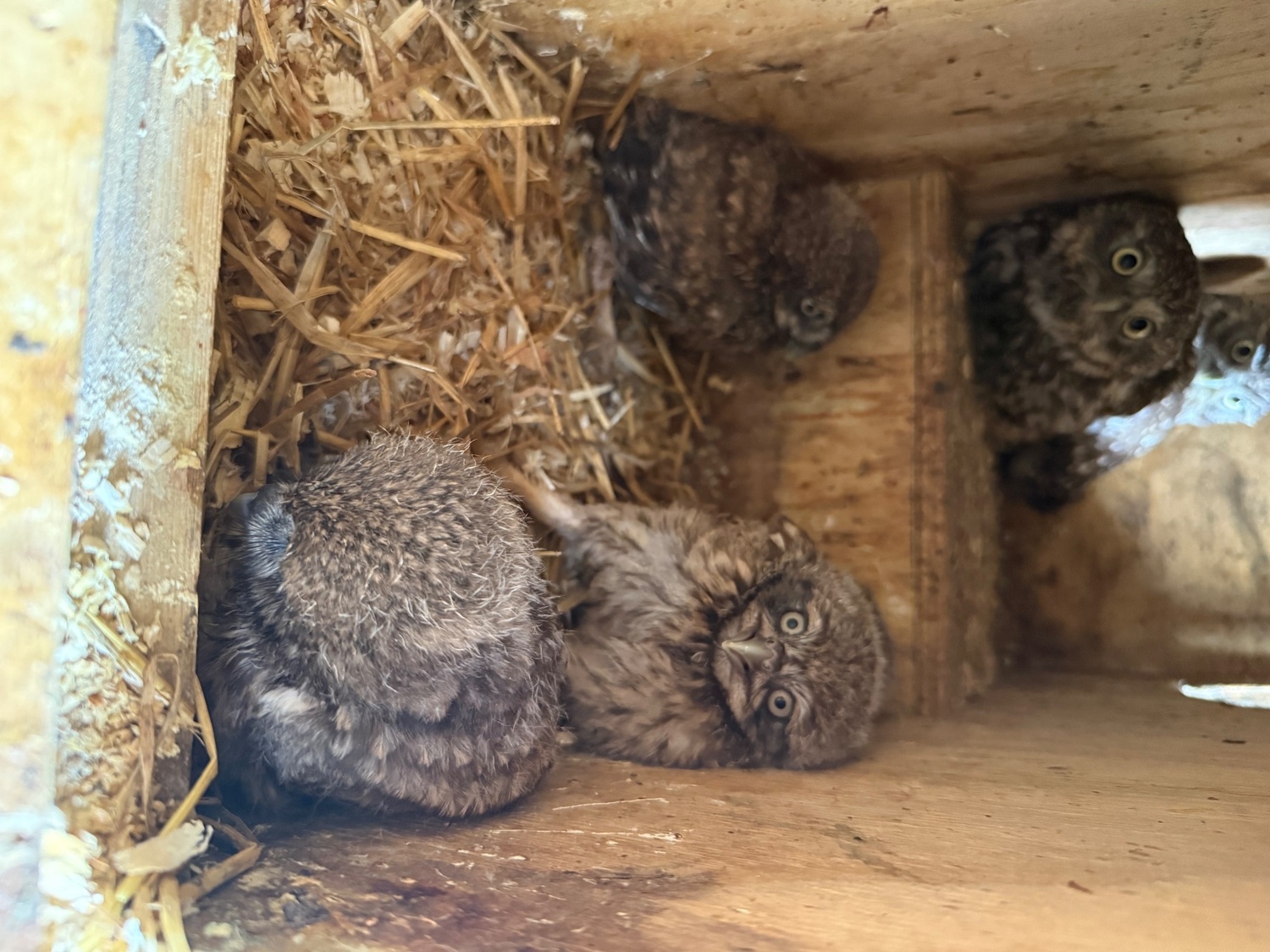 Baby Little Owl  - Owls