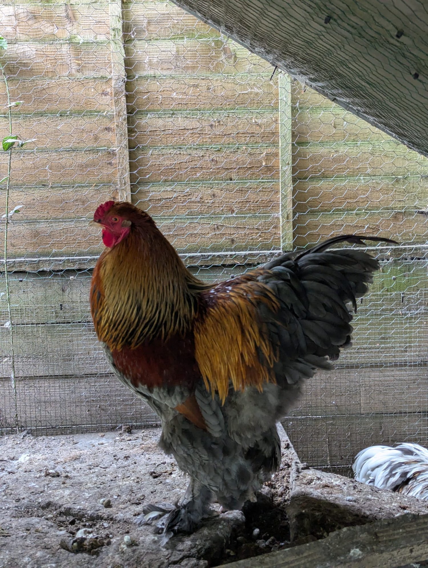 Brahma Chicken Flock 1 Year Old. 4 roosters, 9 hens in {LOCATION}
