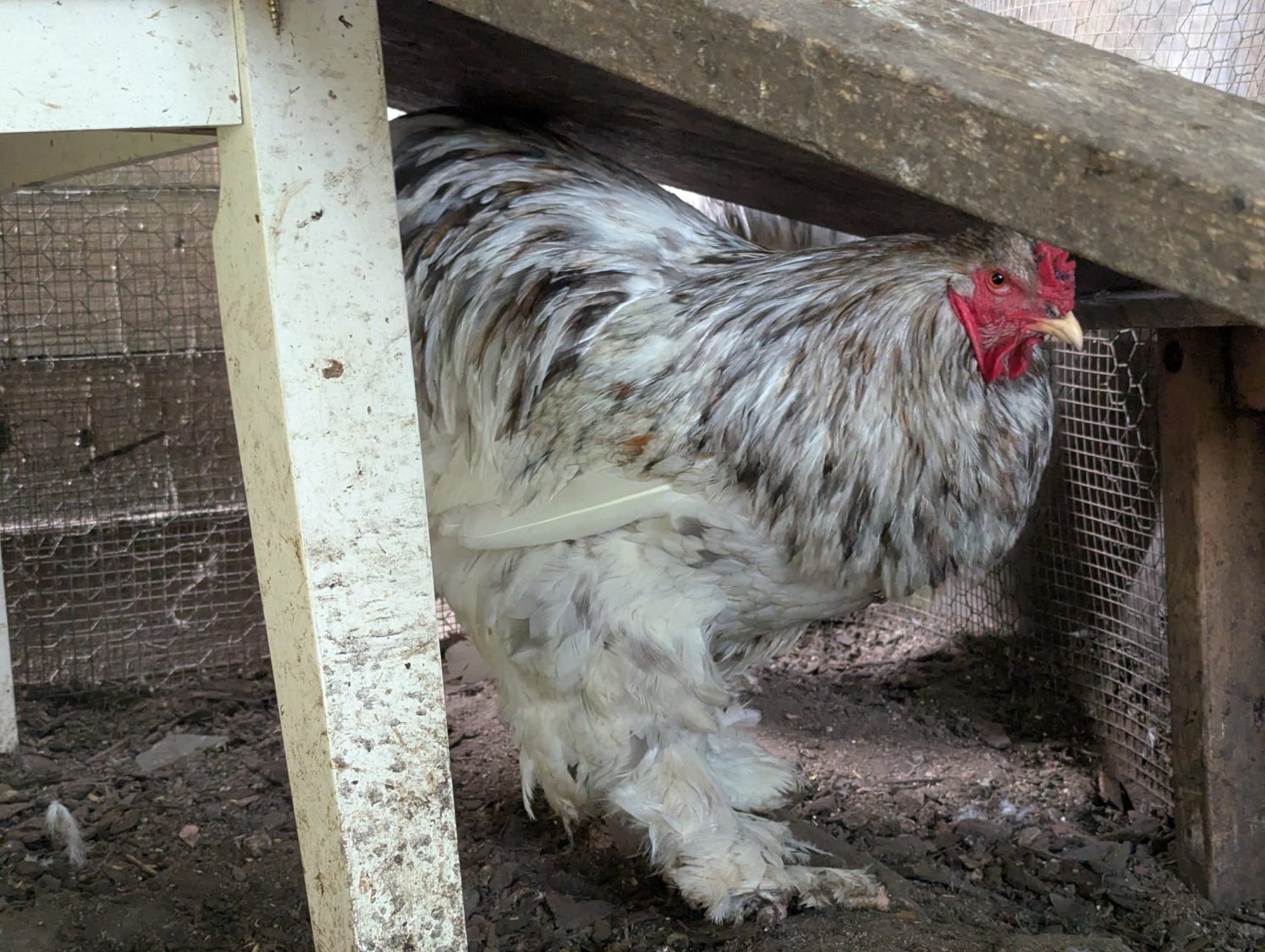 Other Poultry